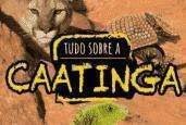 BIOMAS DO BRASIL - TUDO SOBRE CAATINGA